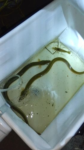 ウナギの釣果