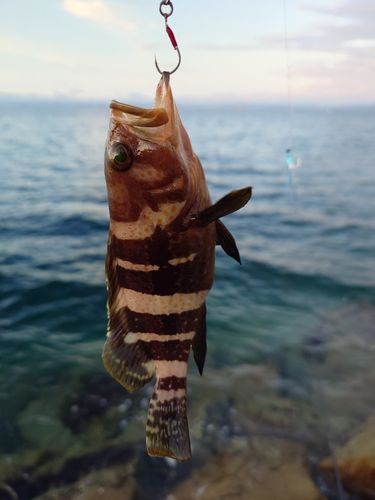 アオハタの釣果