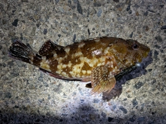 カサゴの釣果