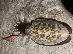 コウイカの釣果
