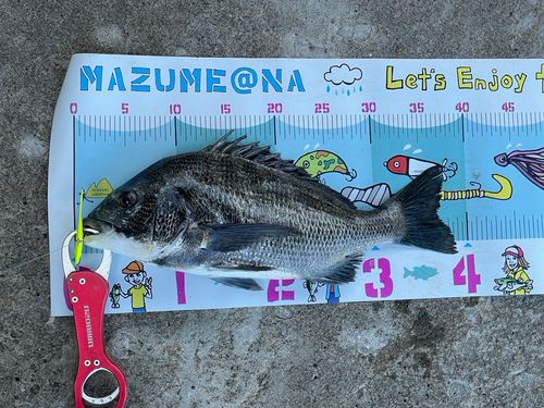 クロダイの釣果