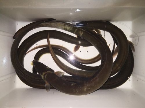 ウナギの釣果