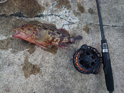 カサゴの釣果