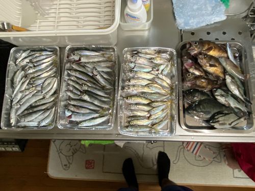 シロメバルの釣果