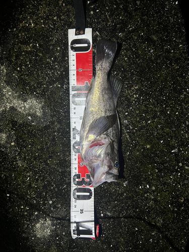 ソイの釣果