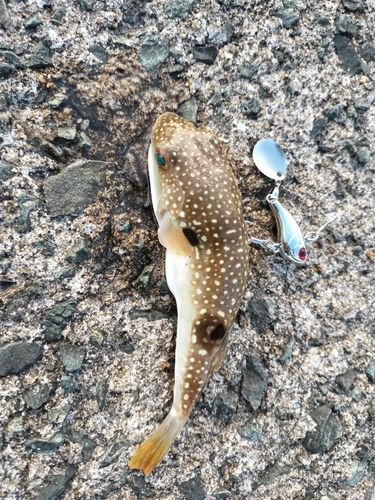 クサフグの釣果