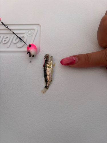 アオメバルの釣果