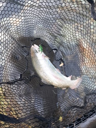 ニジマスの釣果