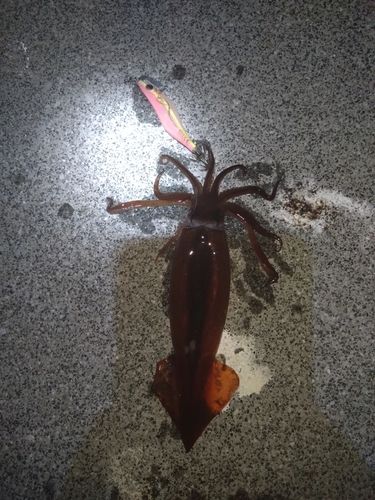 イカの釣果