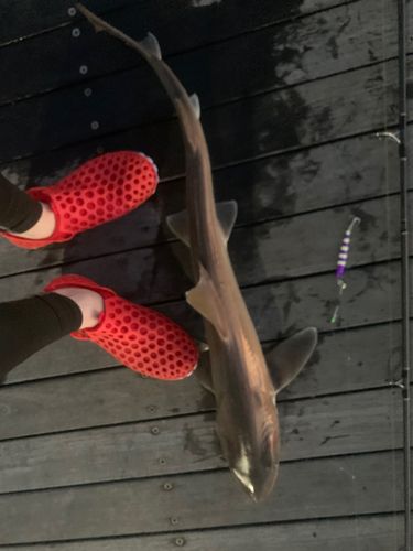 ドチザメの釣果