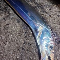 タチウオ