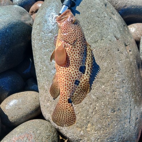 アカハタの釣果
