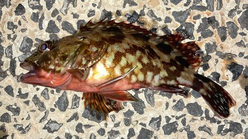 カサゴの釣果