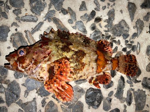 ムラソイの釣果