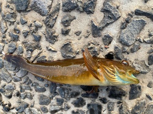 アナハゼの釣果