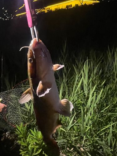 アメリカナマズの釣果