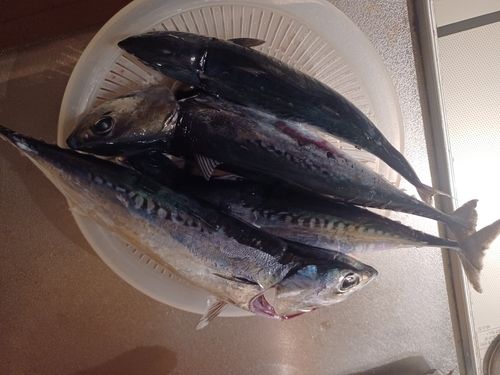 ソウダガツオの釣果