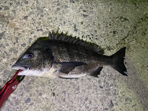チヌの釣果