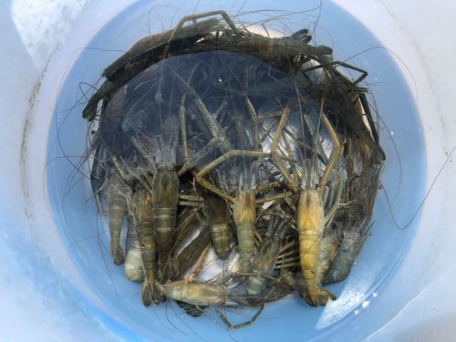 テナガエビの釣果