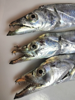 タチウオの釣果