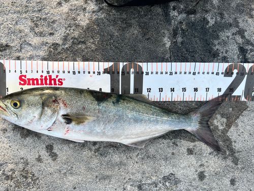 アミキリの釣果