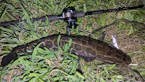 ライギョの釣果