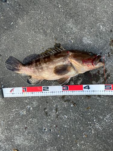 クエの釣果