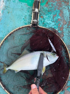 ショゴの釣果