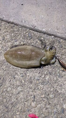モンゴイカの釣果
