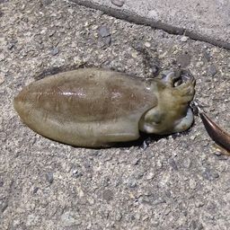 モンゴイカ