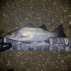 セイゴ（ヒラスズキ）の釣果