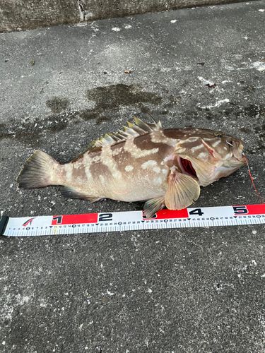 クエの釣果
