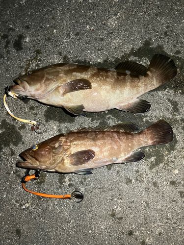 クエの釣果
