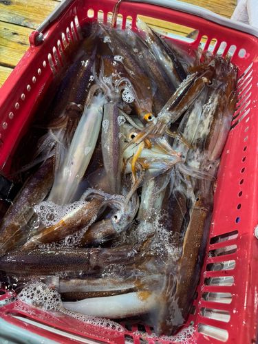 スルメイカの釣果
