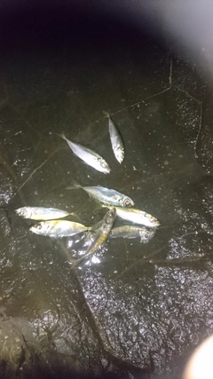 アジの釣果