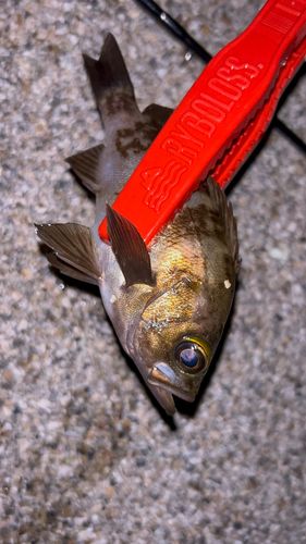 メバルの釣果
