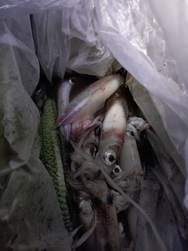 ケンサキイカの釣果