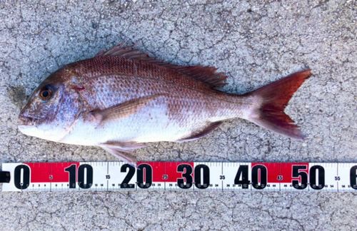 タイの釣果