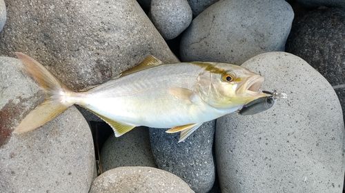 ショゴの釣果