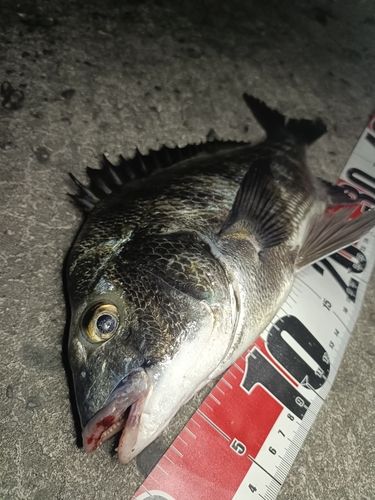 チヌの釣果