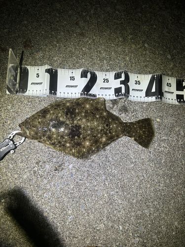 ソゲの釣果