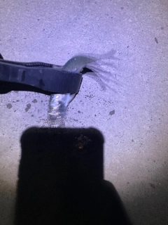 イワシの釣果