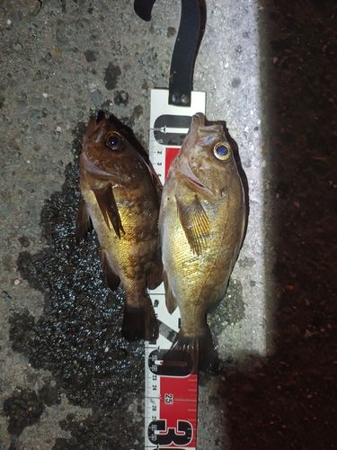 メバルの釣果