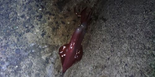 ケンサキイカの釣果