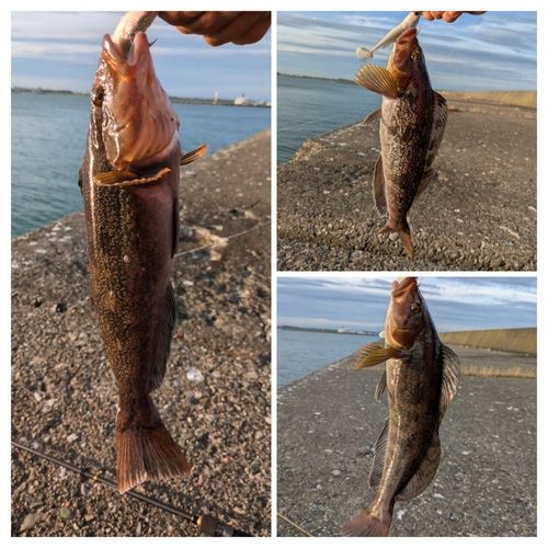 アブラコの釣果