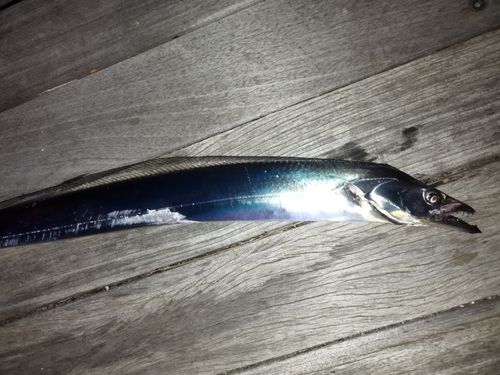 タチウオの釣果