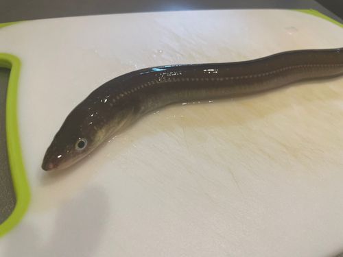 アナゴの釣果