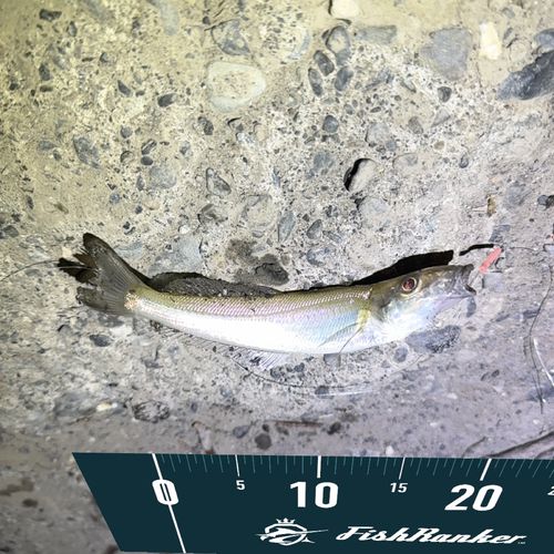 アカカマスの釣果