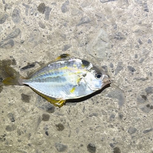 ヒイラギの釣果