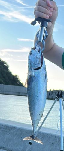 ソウダガツオの釣果